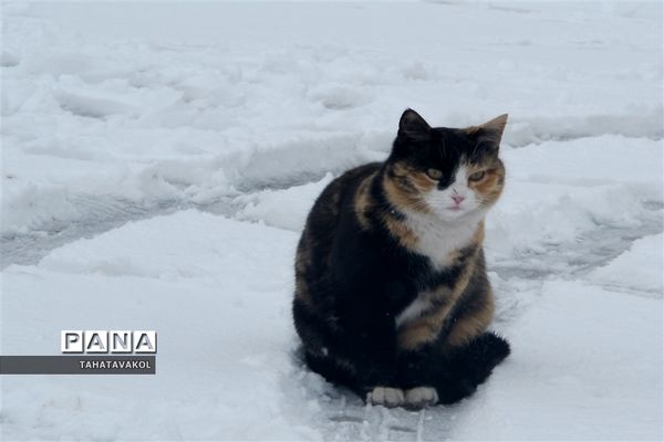 بارش برف زمستانی در پردیس