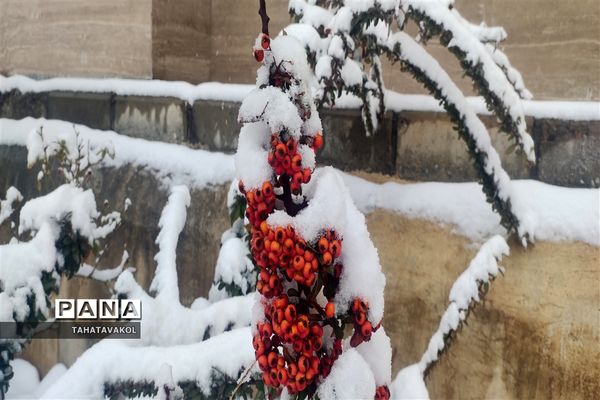 بارش برف زمستانی در پردیس
