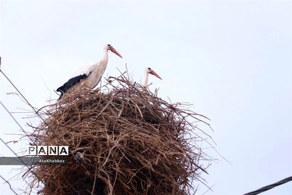 هیس! لطفا نفس نکشید