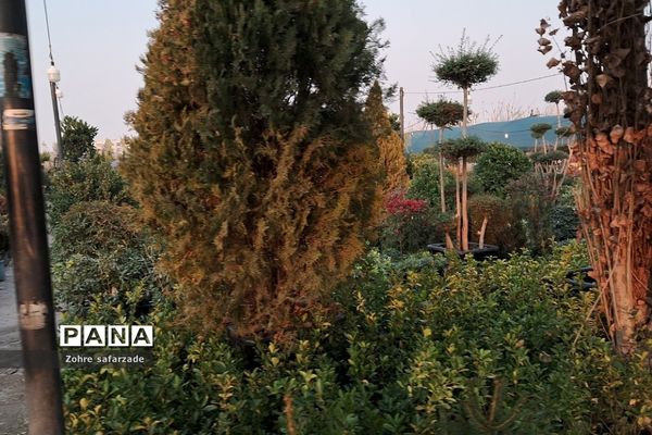 زیبایی‌های بازار گل محلاتی تهران