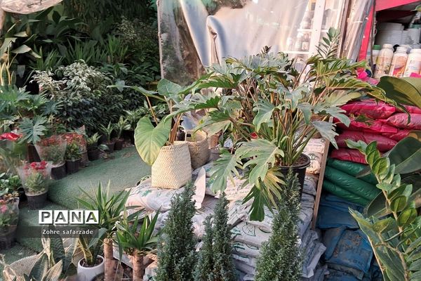 زیبایی‌های بازار گل محلاتی تهران