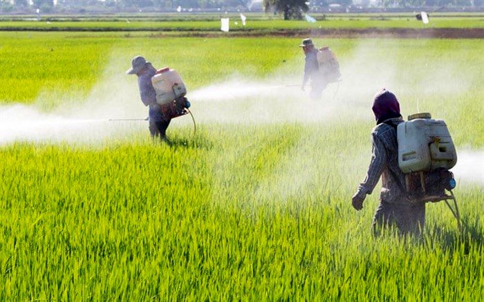 تولید آفت‌کش داخلی از سموم وارداتی چین و هند بهتر است