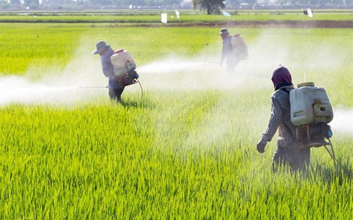 تولید آفت‌کش داخلی از سموم وارداتی چین و هند بهتر است