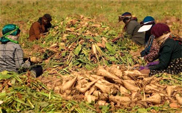 تولید بیش از ۶.۷ میلیون تن چغندرقند در کشور