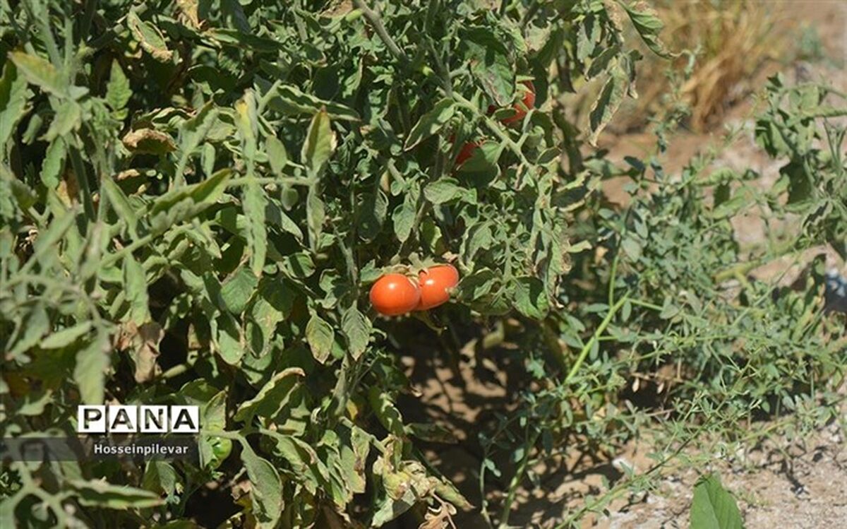 عوارض صادراتی گوجه فرنگی تمدید شد