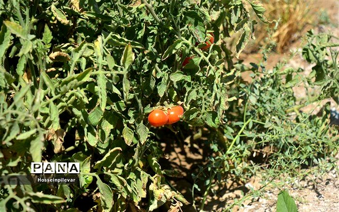 عوارض صادراتی گوجه فرنگی تمدید شد