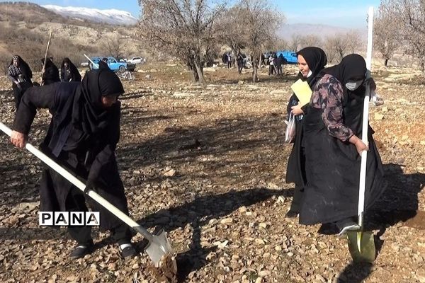 پویش کاشت بذر بلوط برای احیا و توسعه جنگل‌های زاگرس بدره