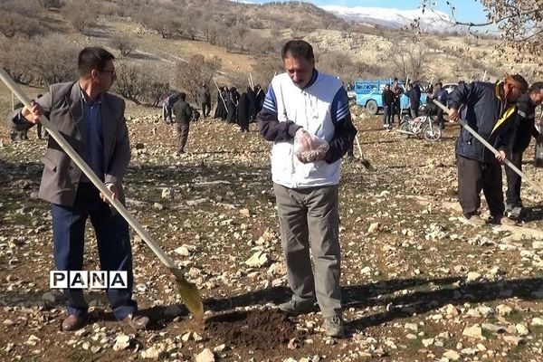 پویش کاشت بذر بلوط برای احیا و توسعه جنگل‌های زاگرس بدره
