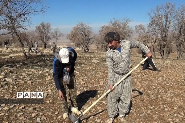 پویش کاشت بذر بلوط برای احیا و توسعه جنگل‌های زاگرس بدره