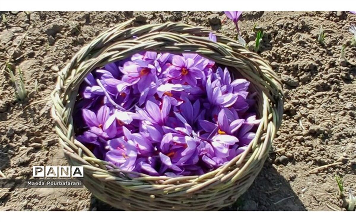 بازار صادراتی زعفران ایران منتظر تزریق خون تازه