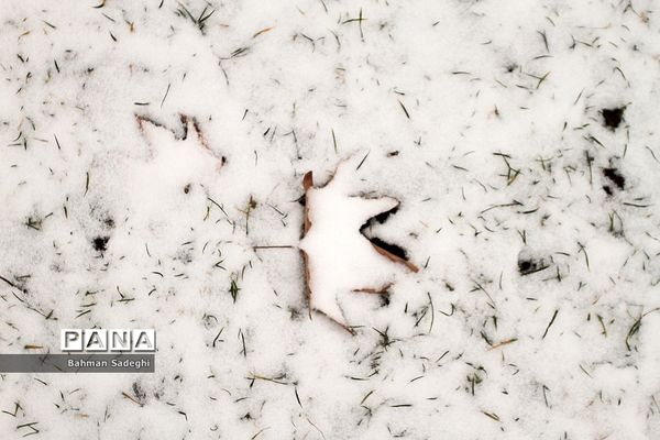 بارش برف زمستانی در تهران