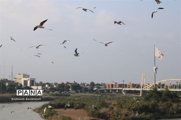 کارون؛ میزبان مهاجران مدیترانه‌ای