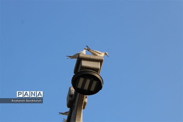 کارون؛ میزبان مهاجران مدیترانه‌ای