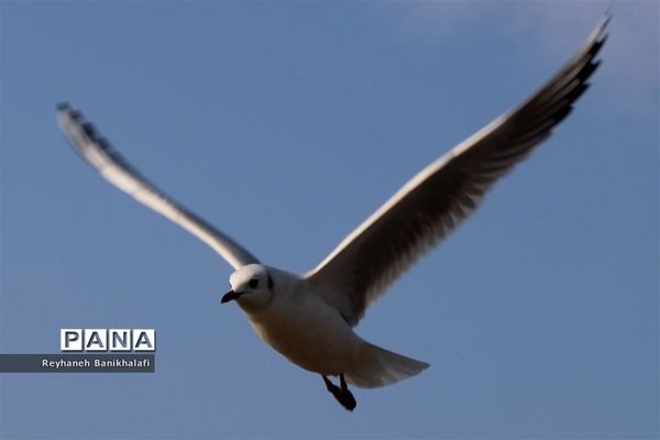 کارون؛ میزبان مهاجران مدیترانه‌ای