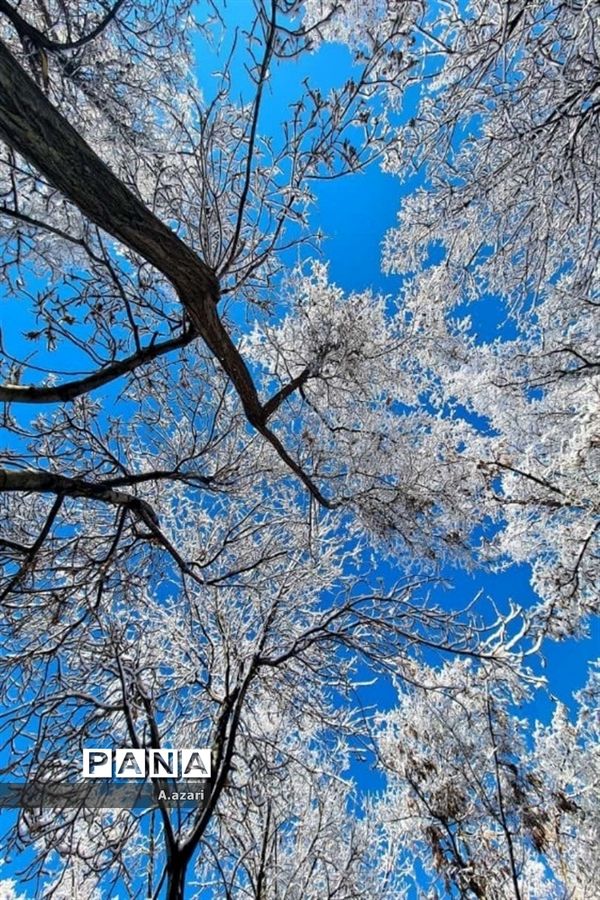 نقاشی زیبای طبیعت با بارش برف در شهرستان بن