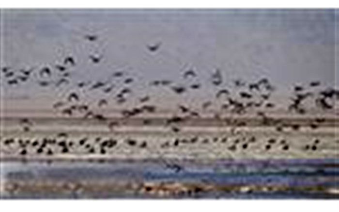 ۲ هزار پرنده مهاجر وارد تالاب کجی نهبندان شدند