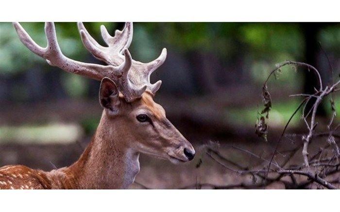 گوزن زرد ایرانی در لرستان تلف شد