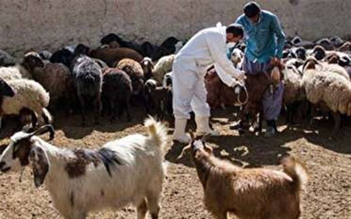 گروه‌های دامپزشکی به مناطق زلزله‌زده خوی اعزام شدند