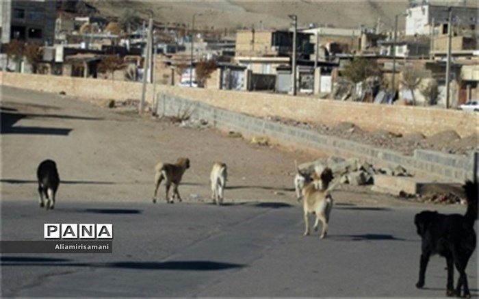 بیشترین تعداد سگ‌های بلاصاحب در کدام مناطق تهران هستند؟