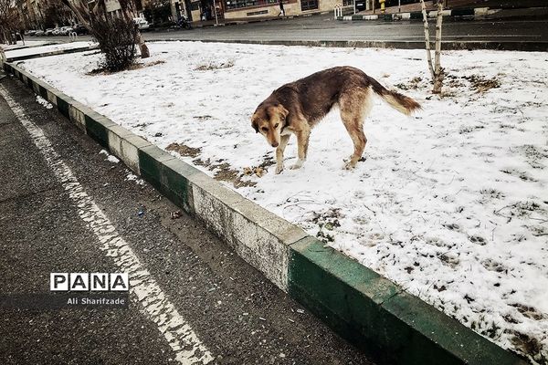 بارش برف زمستانی در تهران