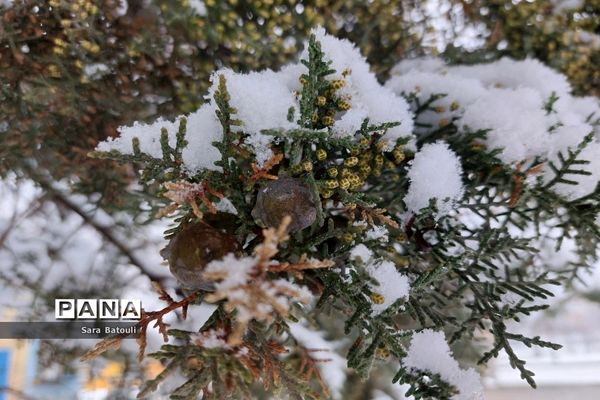 بارش شدید برف تهران را سفیدپوش کرد