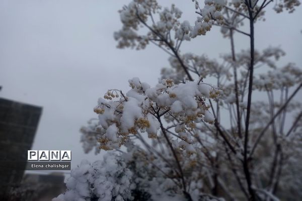 بهارستان سفیدپوش شد