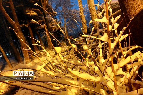 یک روز برفی در پارک جنگلی چیتگر