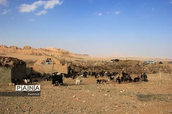 آغاز رزمایش جهادی دامپزشکی استان یزد در شهرستان ابرکوه