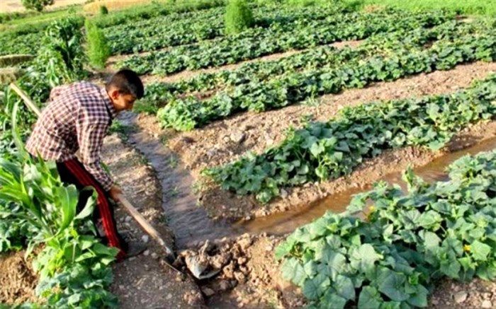 اصلاح الگوی کشت درگرو فرهنگ‌سازی برای یکپارچه‌سازی اراضی است