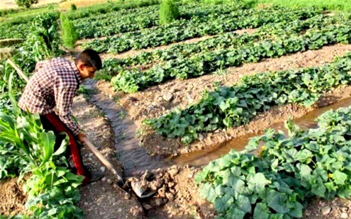 اصلاح الگوی کشت درگرو فرهنگ‌سازی برای یکپارچه‌سازی اراضی است