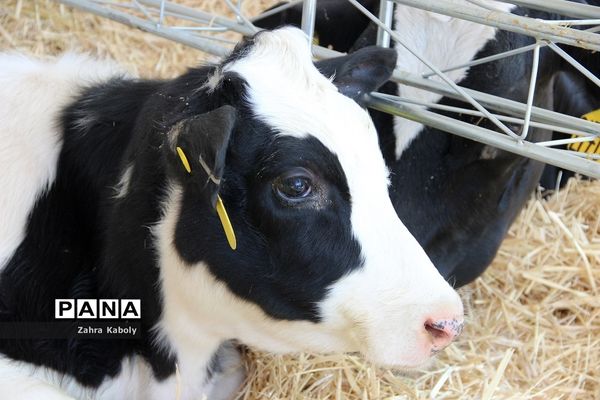 رویداد نمایشگاهی سازمان اقتصادی کوثردرنمایشگاه بین‌المللی تهران