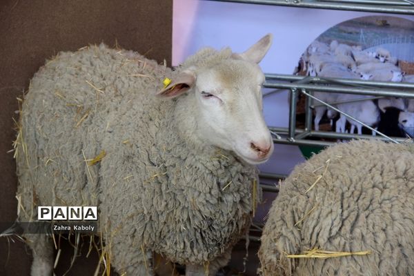 رویداد نمایشگاهی سازمان اقتصادی کوثردرنمایشگاه بین‌المللی تهران