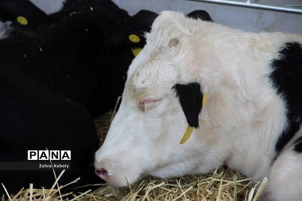 رویداد نمایشگاهی سازمان اقتصادی کوثردرنمایشگاه بین‌المللی تهران