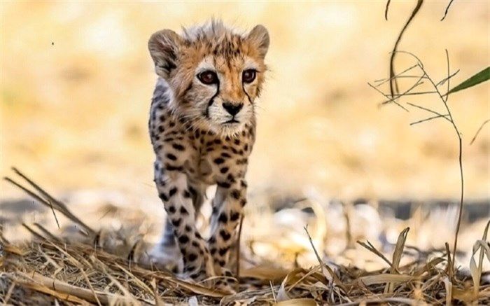 حال عمومی «پیروز» خوب نیست؛ اقدامات درمانی ادامه دارد