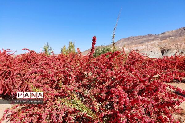 به بار نشستن نهال‌های زرشک در شهرستان زیرکوه استان خراسان جنوبی