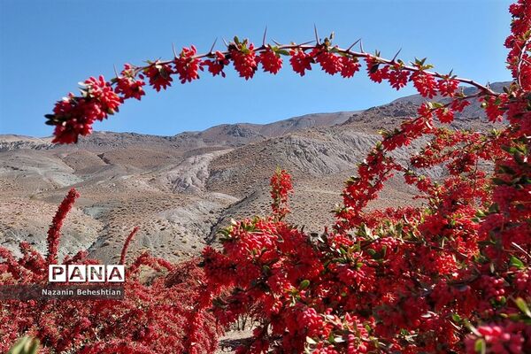 به بار نشستن نهال‌های زرشک در شهرستان زیرکوه استان خراسان جنوبی