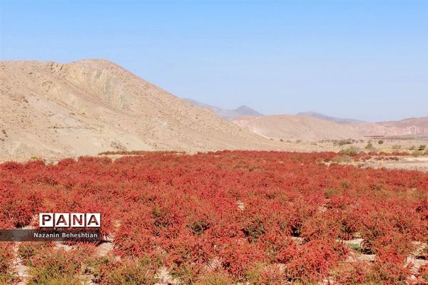 به بار نشستن نهال‌های زرشک در شهرستان زیرکوه استان خراسان جنوبی