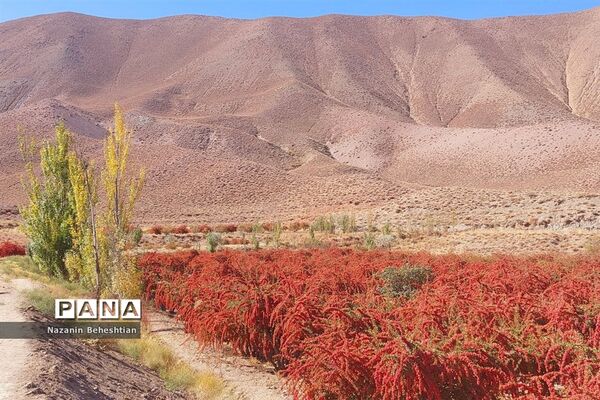 به بار نشستن نهال‌های زرشک در شهرستان زیرکوه استان خراسان جنوبی
