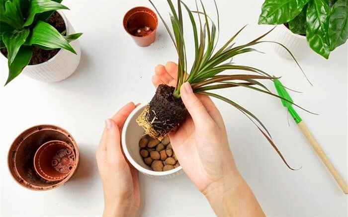 کدام گیاهان را نباید جابه‌جا کرد