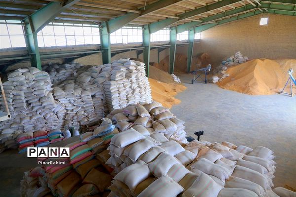 از تولید تا فرآوری تخم مرغ