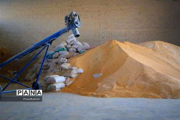 از تولید تا فرآوری تخم مرغ