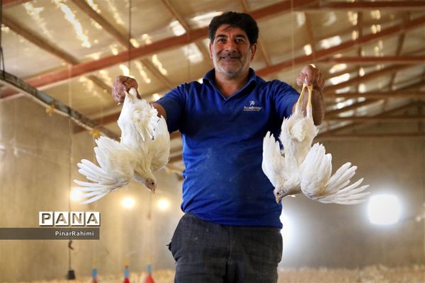 از تولید تا فرآوری تخم مرغ