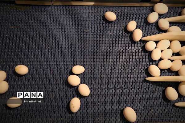 از تولید تا فرآوری تخم مرغ
