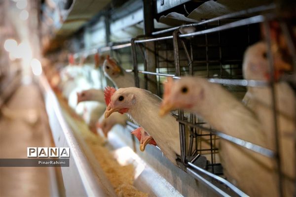 از تولید تا فرآوری تخم مرغ