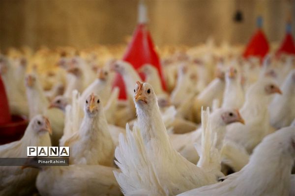 از تولید تا فرآوری تخم مرغ