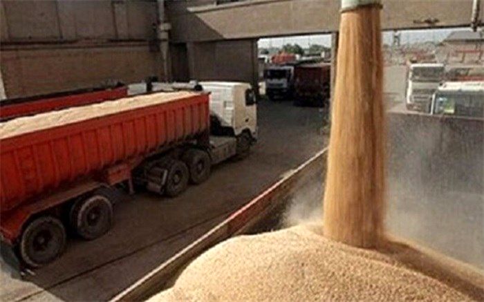 خرید ۲۴۸ هزار تُن گندم در استان اردبیل