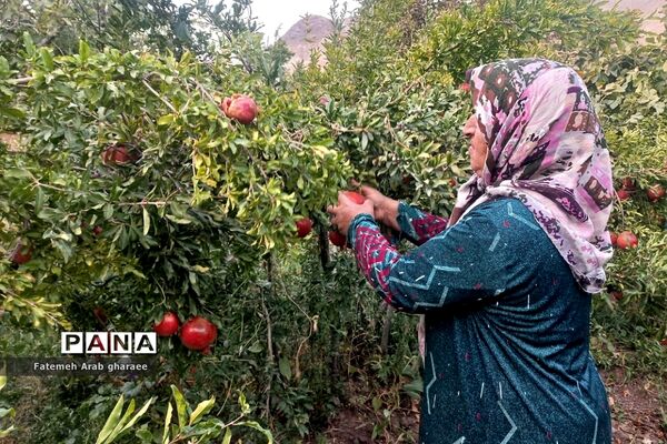 سومین دوره جشنواره انار در پاکدشت
