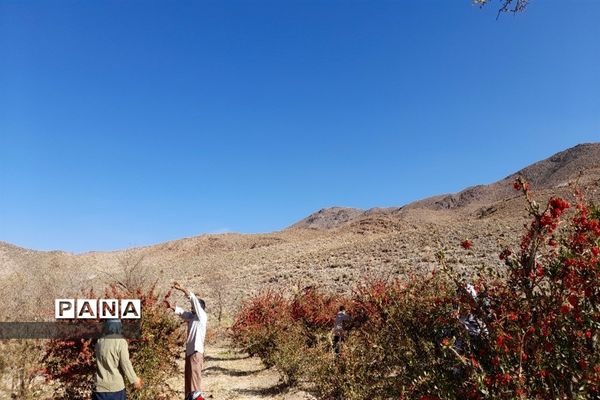 برداشت یاقوت سرخ در روستای بیژائم استان خراسان جنوبی