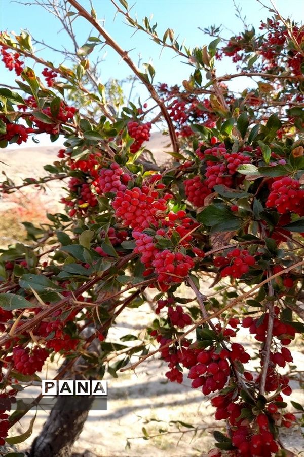 برداشت یاقوت سرخ در روستای بیژائم استان خراسان جنوبی