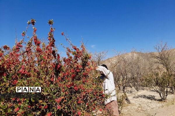 برداشت یاقوت سرخ در روستای بیژائم استان خراسان جنوبی